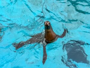 sea lion sea world