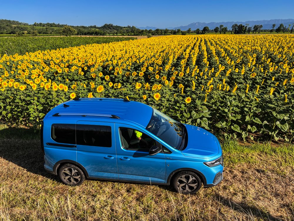 girasoli e ford